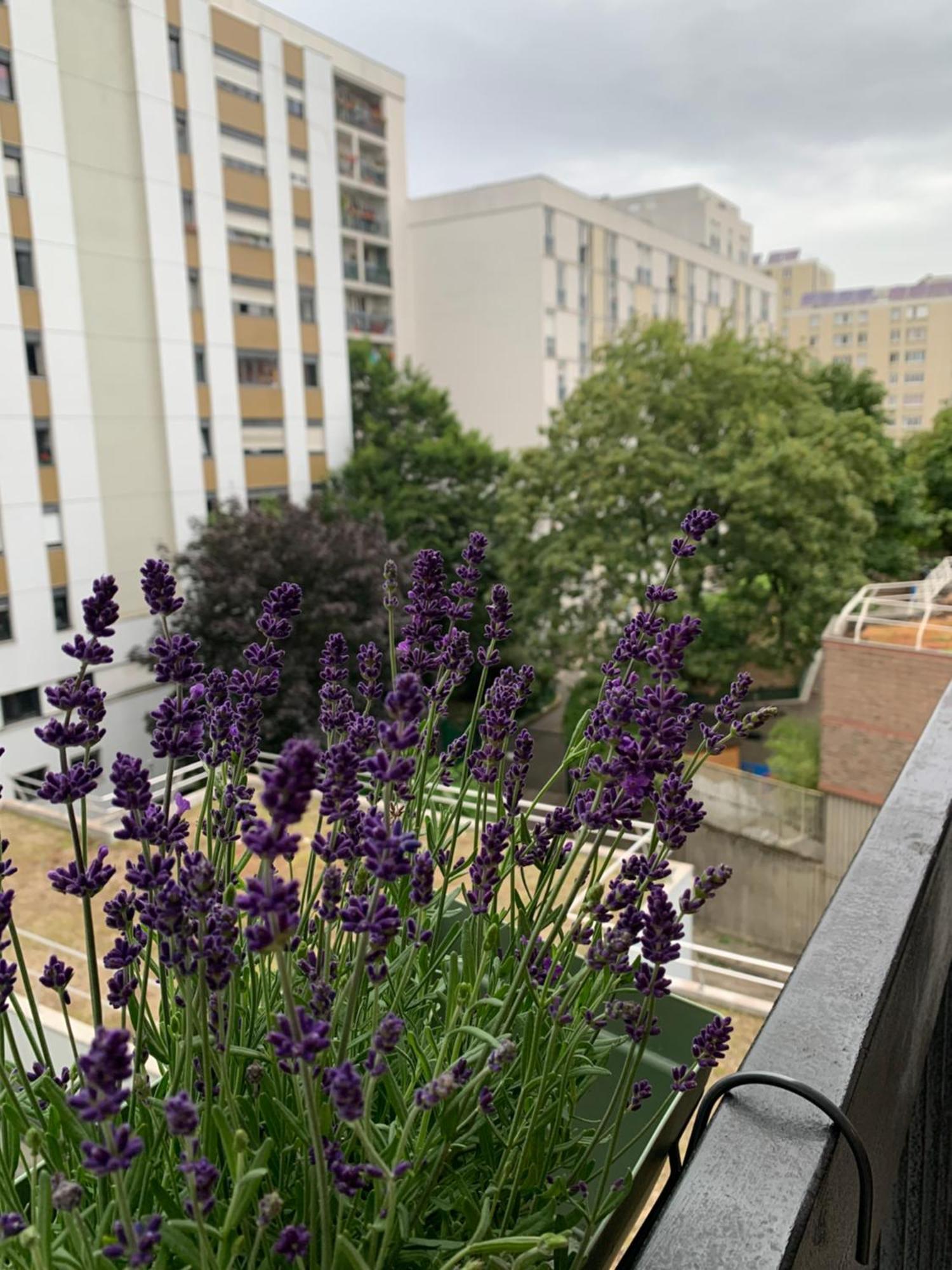 Un Cozy Au Coeur De * Paris